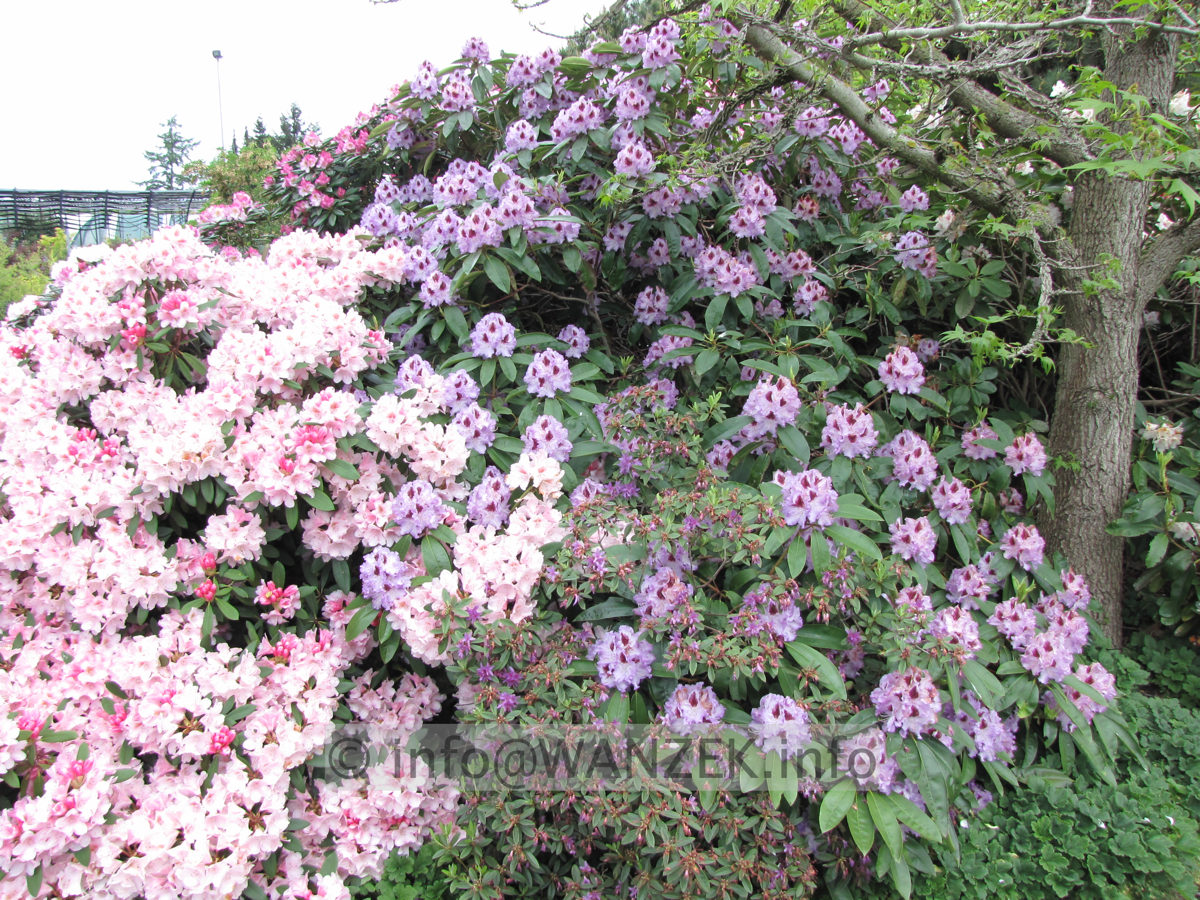 Rhododendron Blue Peter - Solitaer 01.JPG